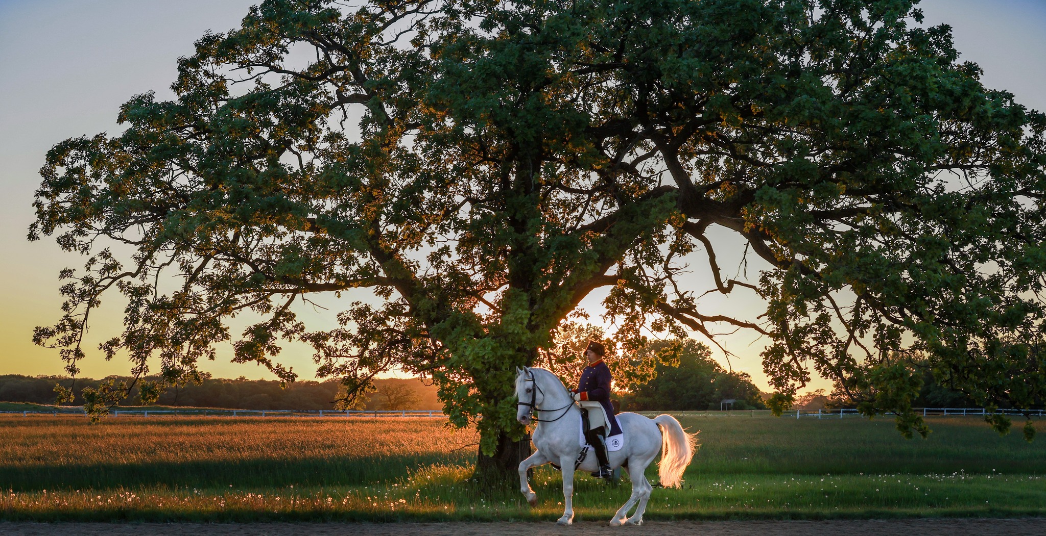 Lipizzan stallion Favory Aurelia